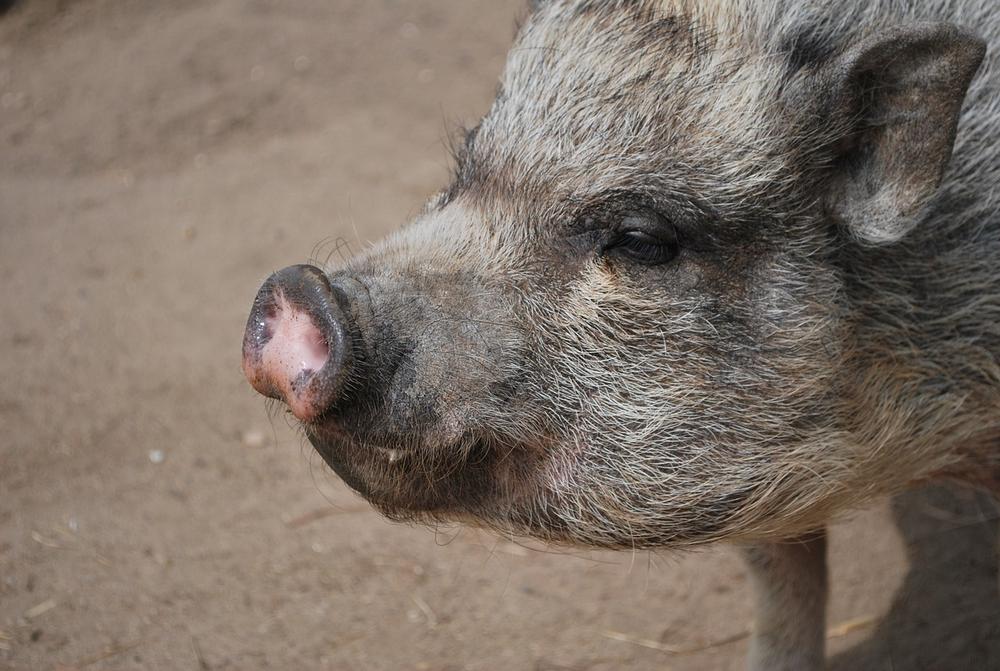 Detecting Heat in Pigs and the Importance of It