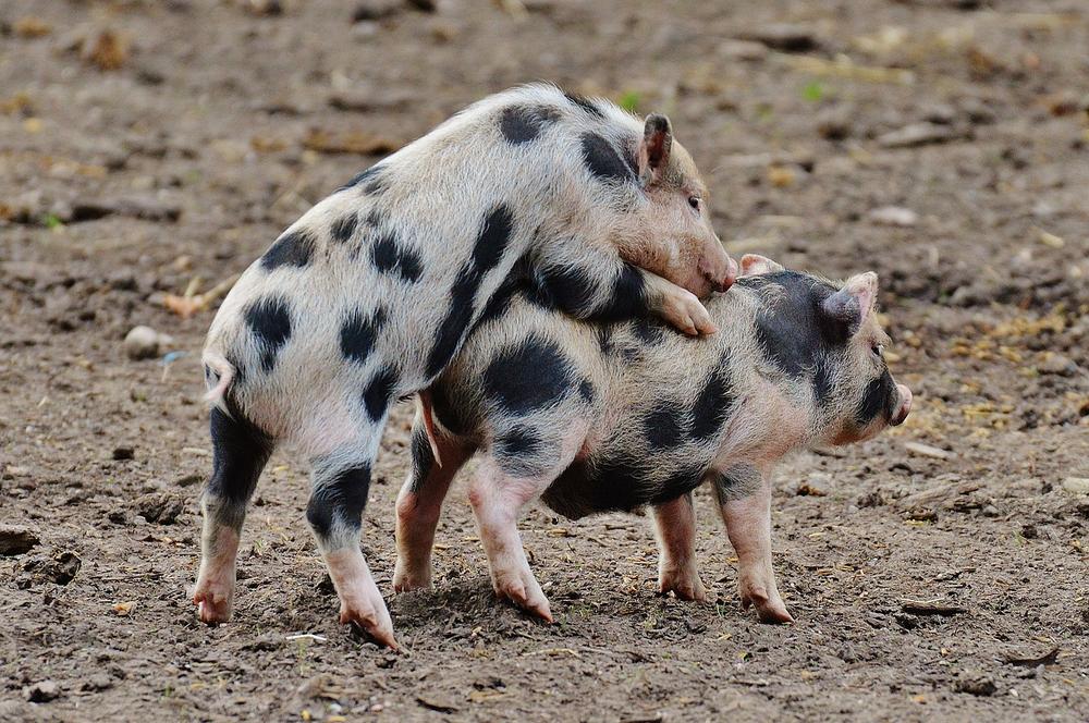 Pigs and Rats: Relationship and Dietary Interactions