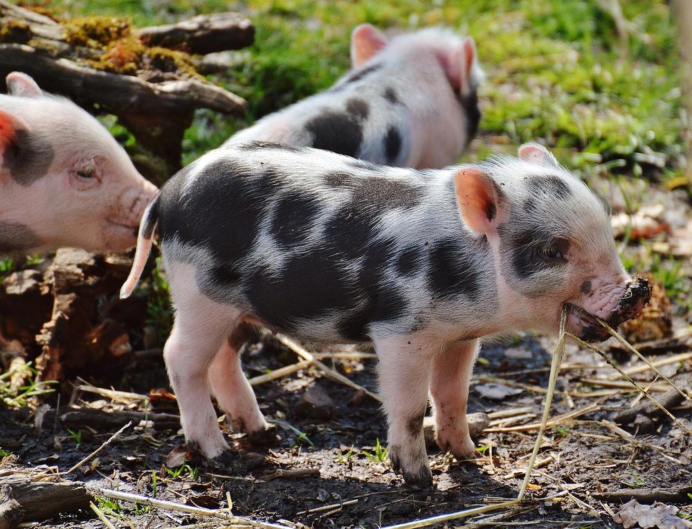 Enhancing Piglet Feed Transitions and Welfare