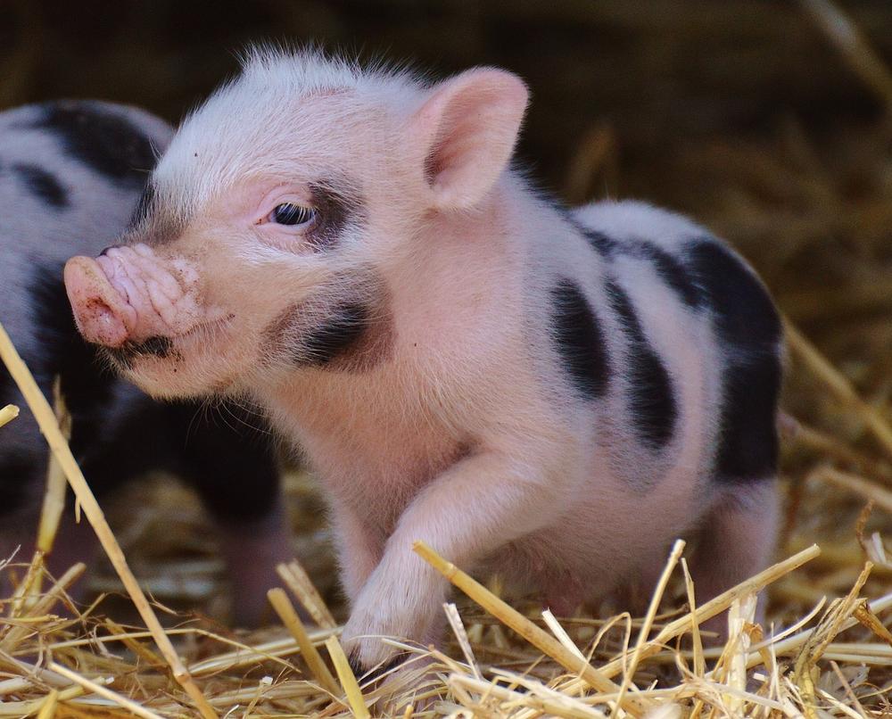 Preventing Dehydration in Piglets