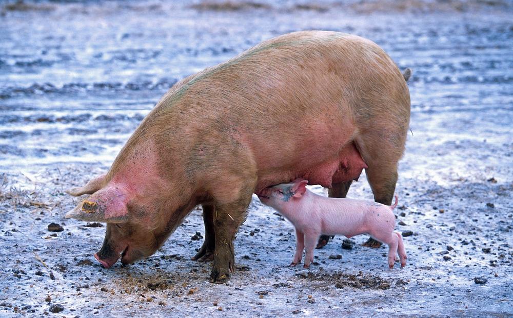 Factors Affecting the Breeding Age of Pigs