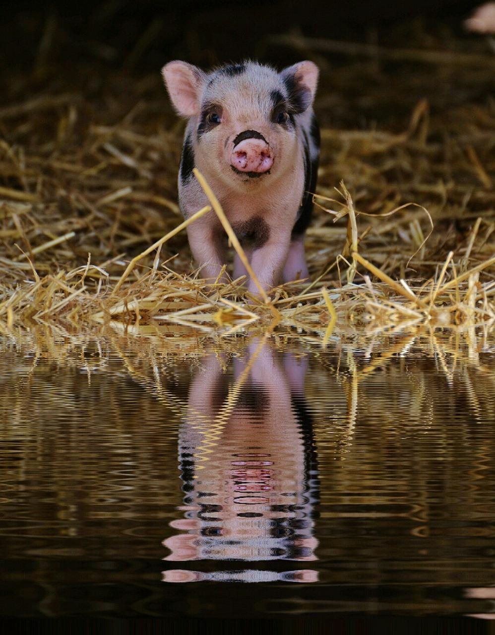 Comparing Pig Self-Awareness to Other Intelligent Animals