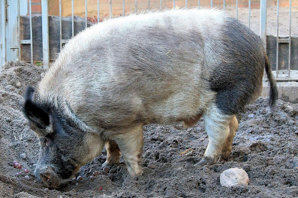 Why Use Pigs to Forage for Truffles?