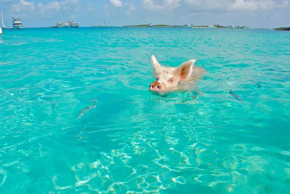 Can Pigs Swim?
