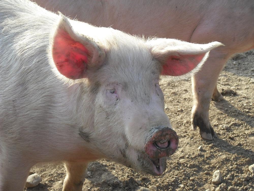 Raising Large White Pigs: Lifespan and Vitality