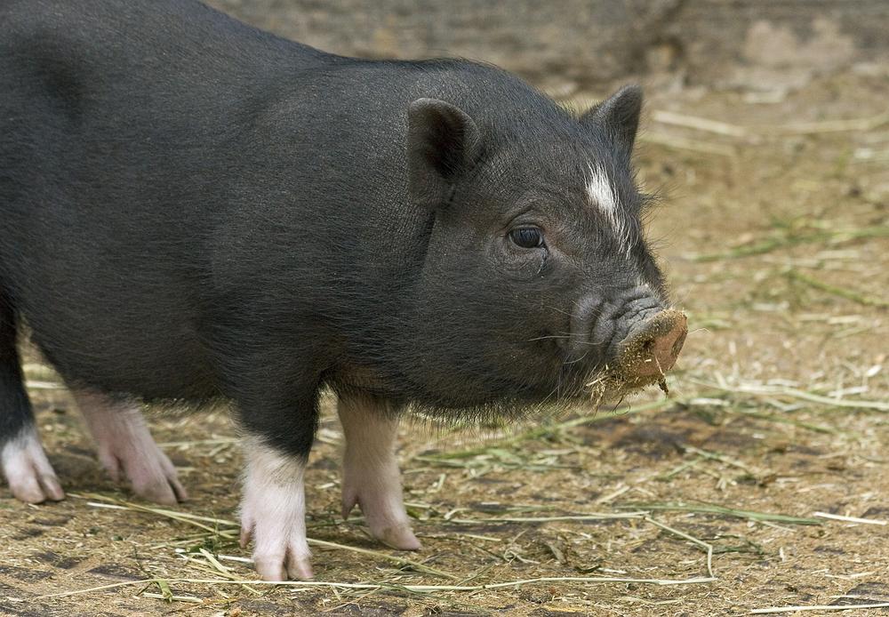 Creating a Safe and Comfortable Environment for Your Pet Pig