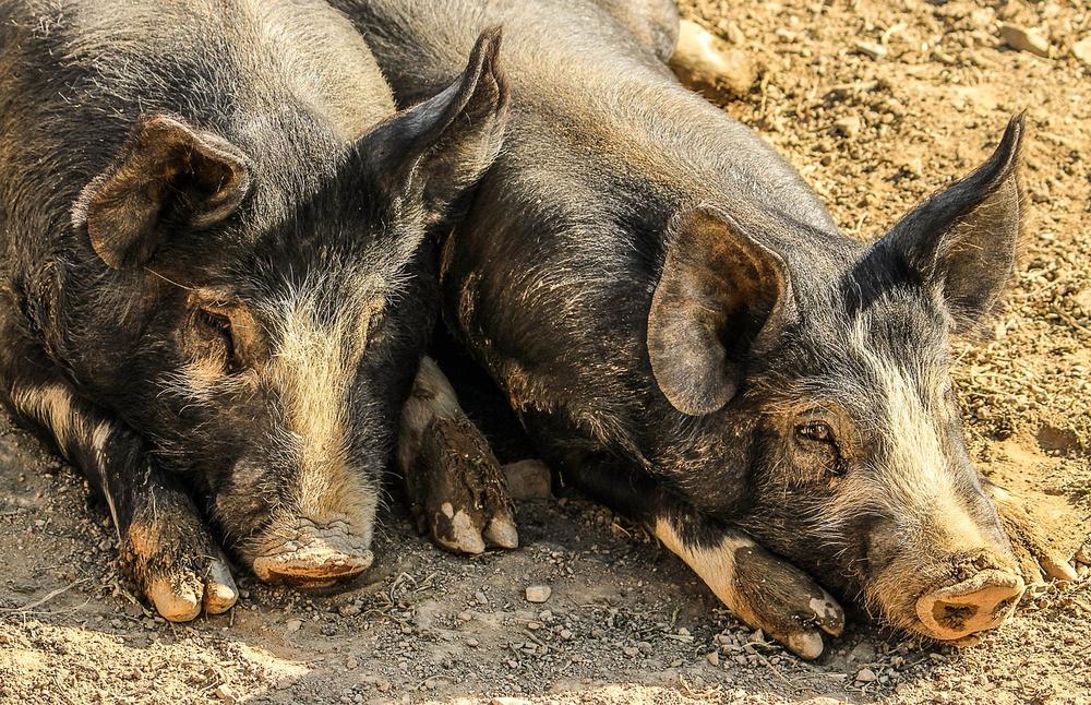 Rainy Days and Pigs: What You Need to Know