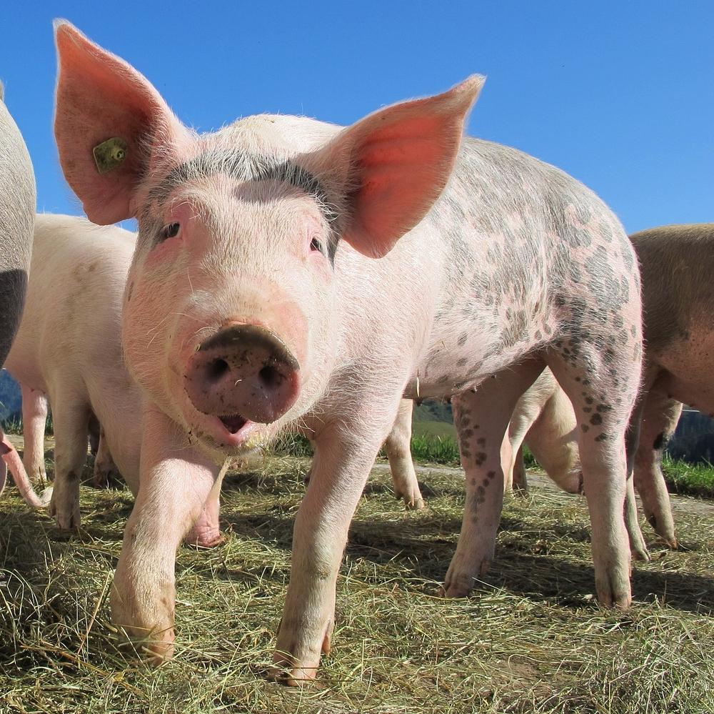 Common Misconceptions about Pig Oinking