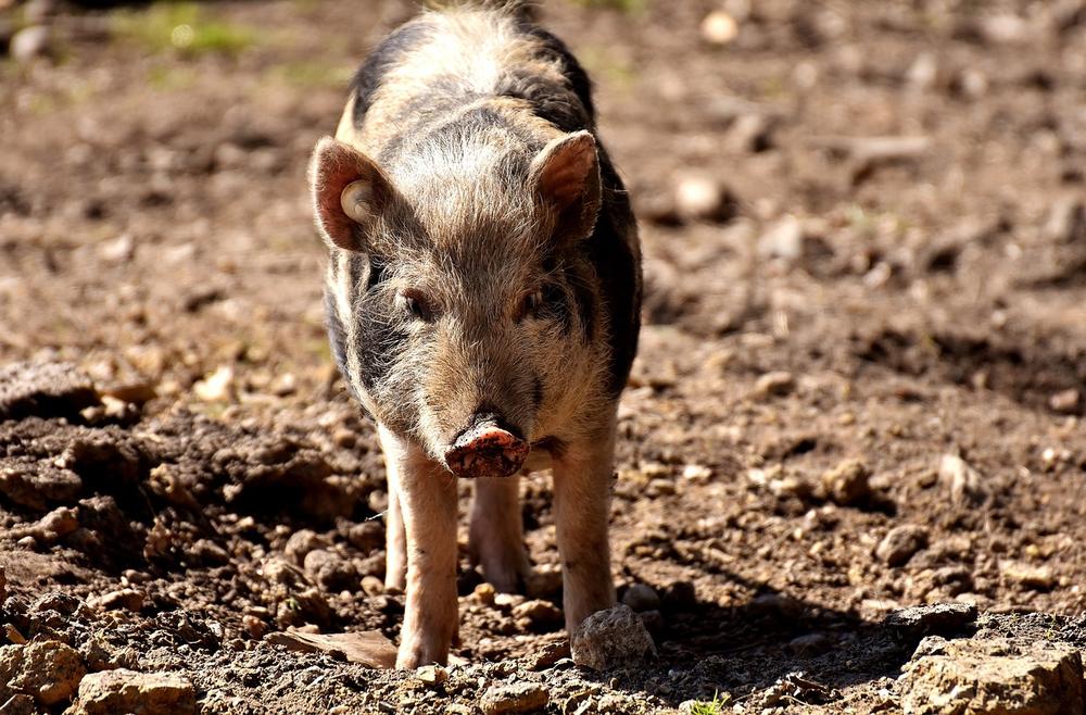 Introducing Micro Pigs to Dogs or Cats: Establishing Compatibility and Boundaries