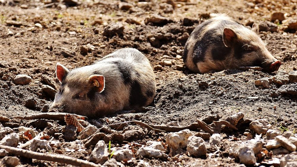 Can Pigs Eat Potatoes Peels?