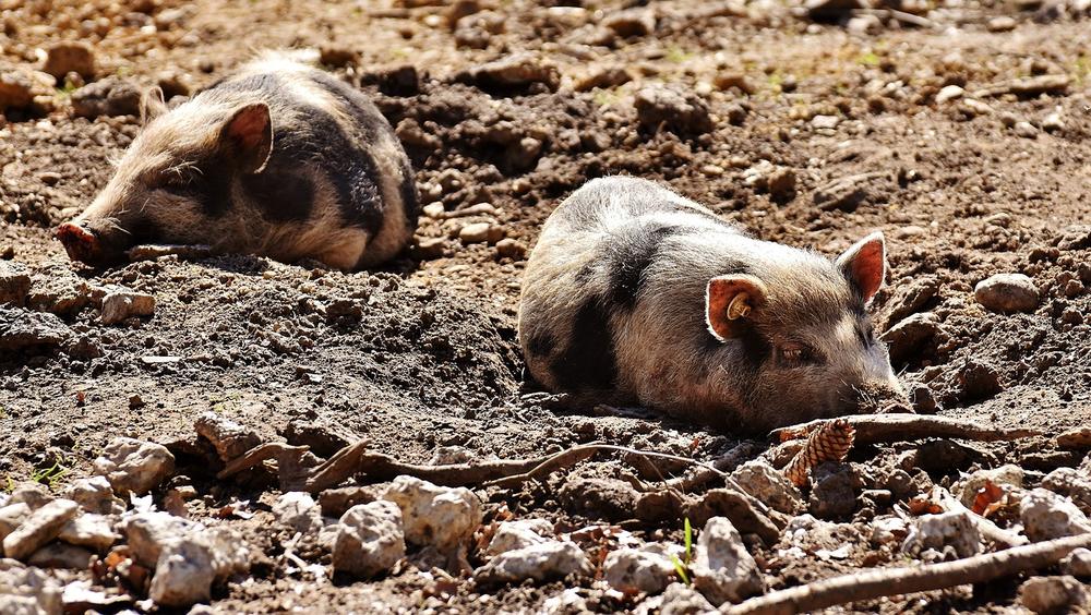 Mud's Contribution to Pigs' Social Bonding