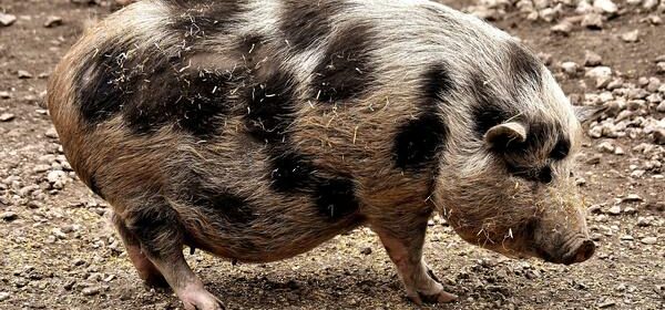 most common breeds of pet pigs
