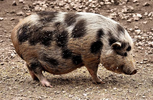 most common breeds of pet pigs