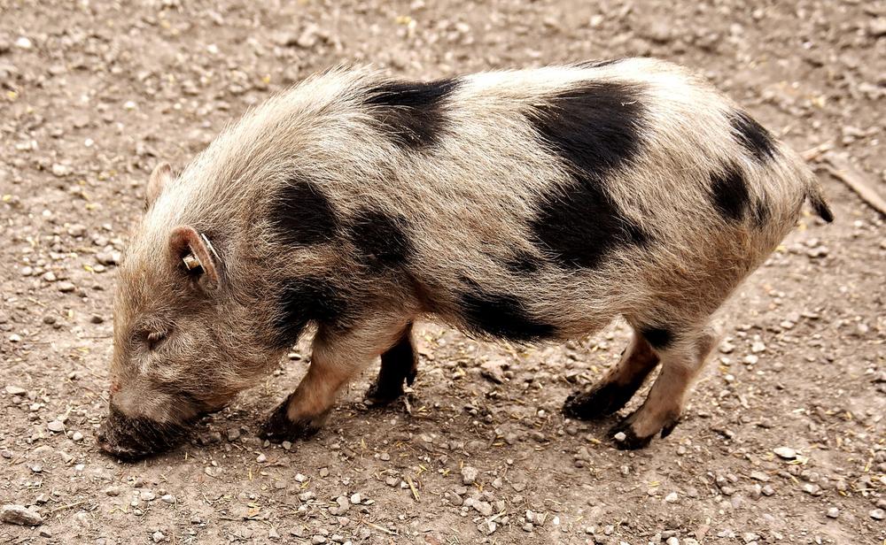 Signs of Allergic Reactions in Pigs