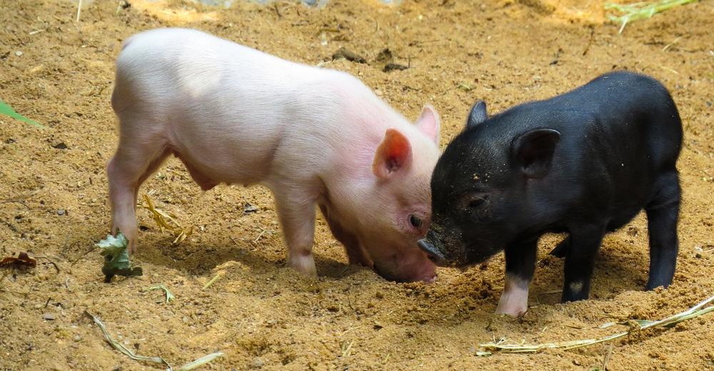 What to Do if Your Pig Overeats