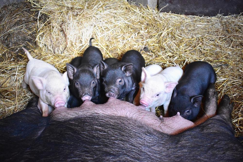 Housing and Environment: Creating a Comfortable Space for Large Black Pigs