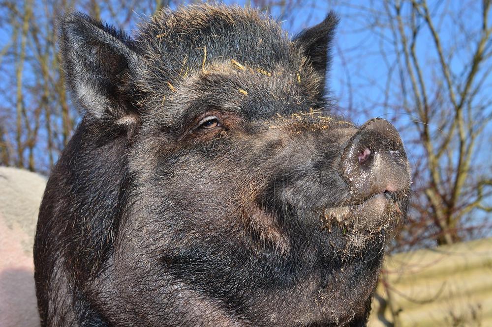 The Destructive Power of a Bored or Hungry Pig
