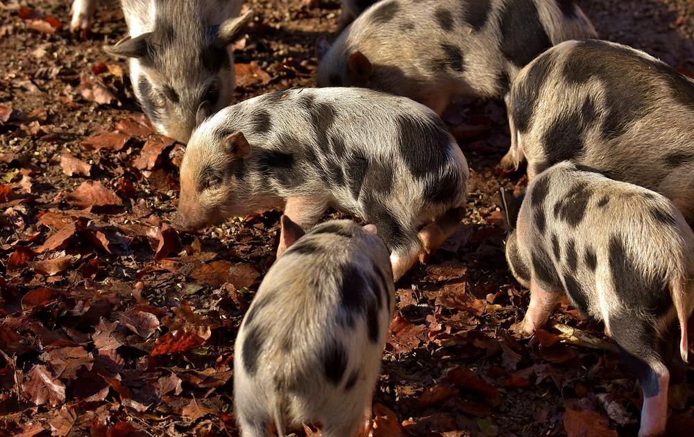 Nurturing the Nutritional Needs of Your Pigs