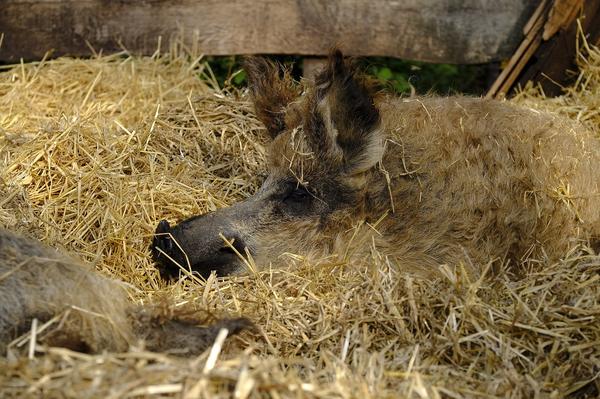 what is a mangalica pig
