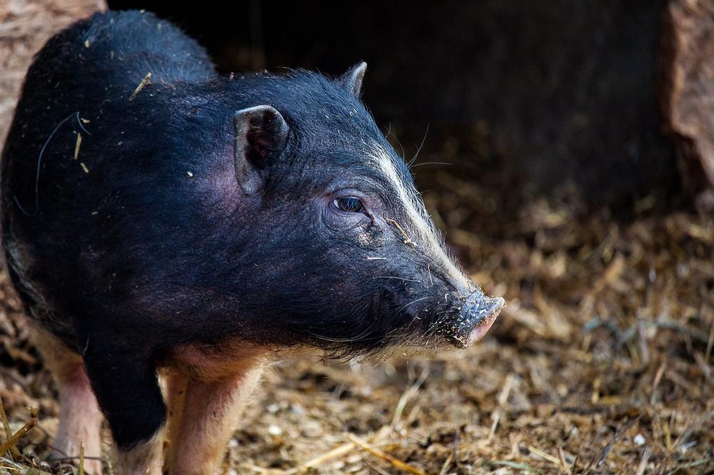 Factors Impacting the Decrease in Pigs' Life Expectancy