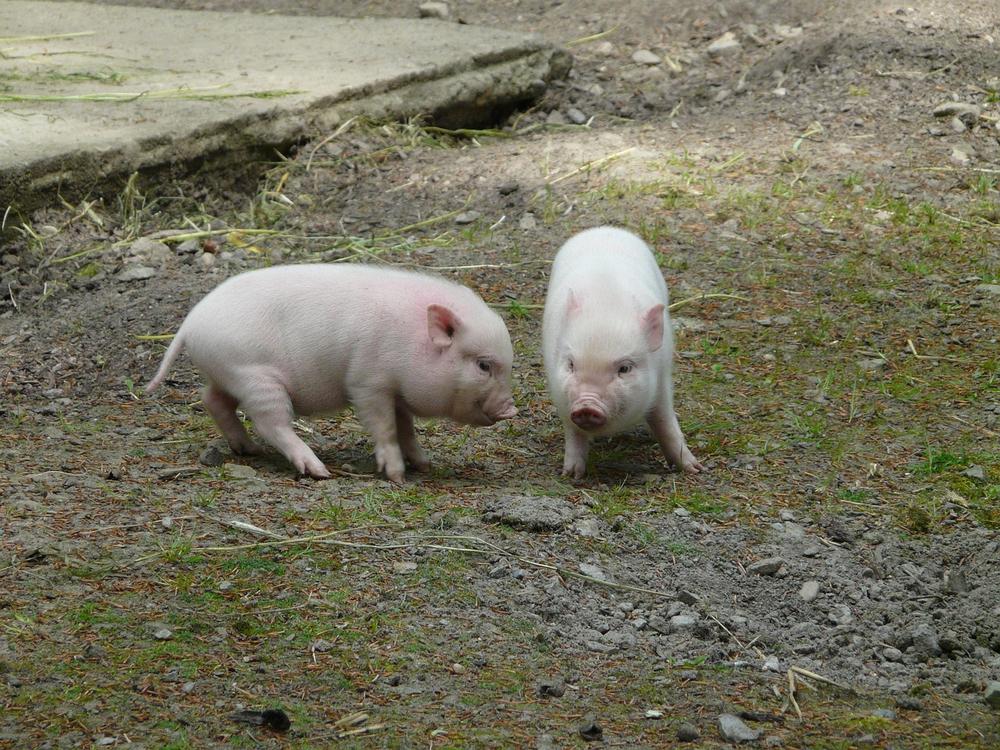 Mud's Role in Establishing Hierarchy Among Pigs