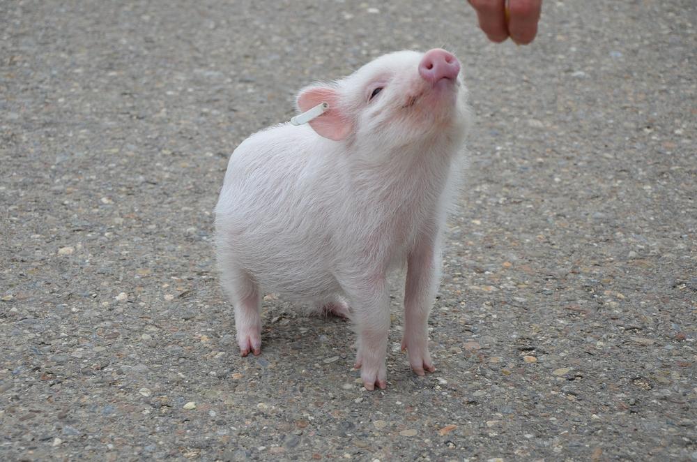 What Are the Activities You Can Do to Bond With Your Pig