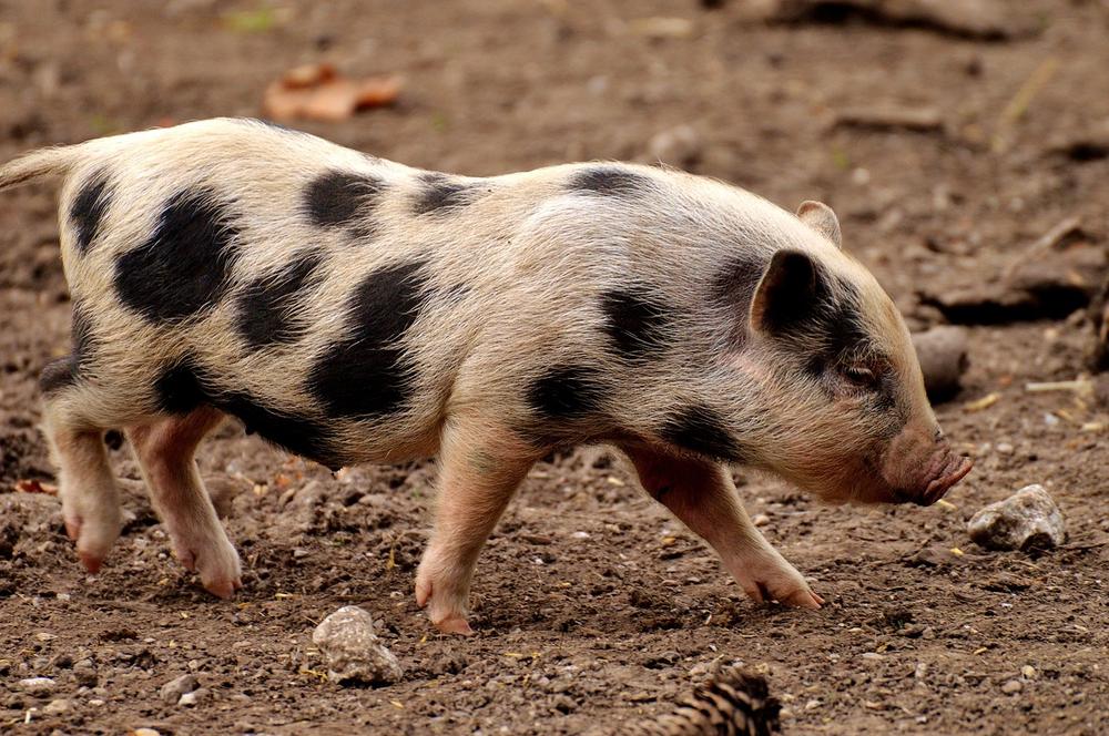 The Risk of Zoonotic Diseases Associated With Swine