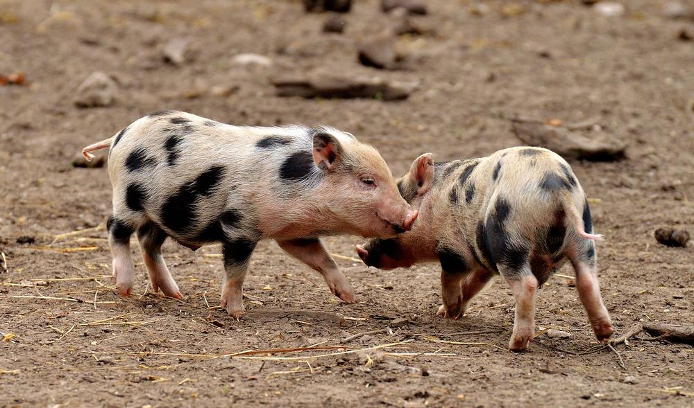 The Impact of Pigs' Individual Personalities on Their Recognition of Owners