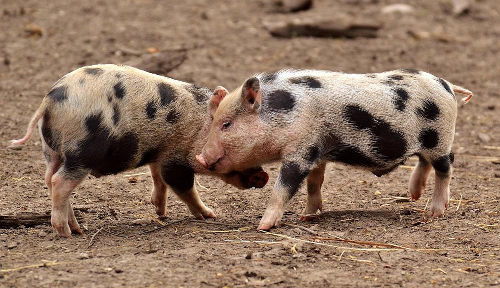 Factors that Can Increase the Life Expectancy of Pigs