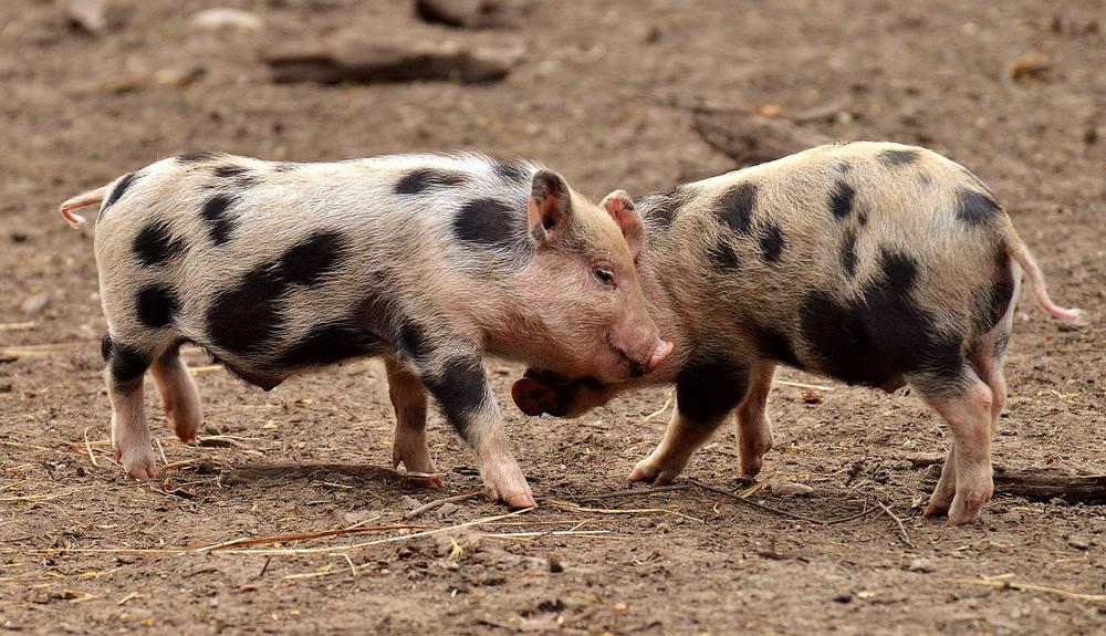The Remarkable Cognitive Abilities and Emotional Intelligence of Pigs