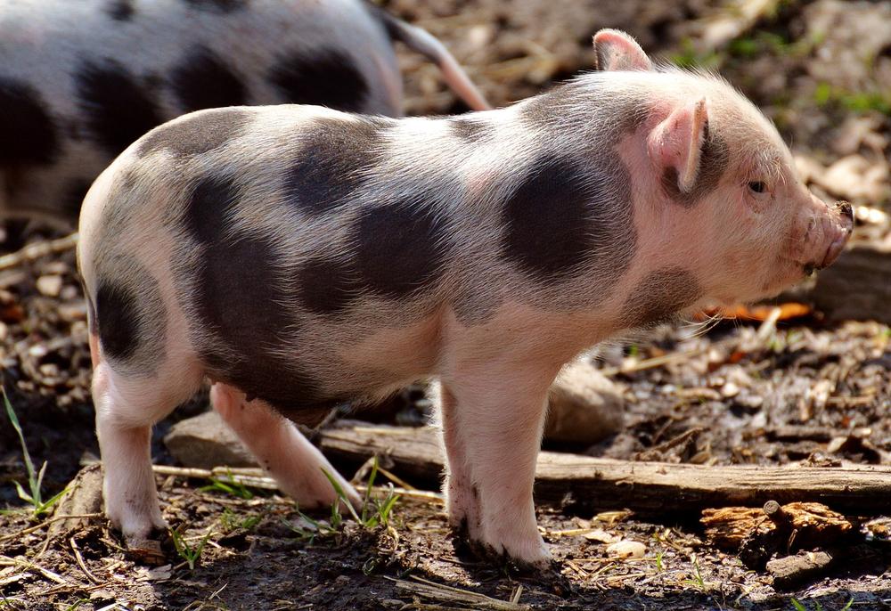 Realistic Sizes of Mini Pigs
