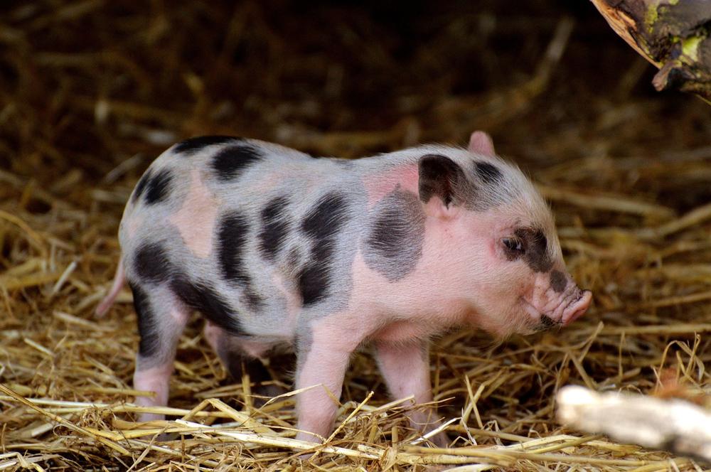 Pigs: Smiling through History, from Eocene to Present