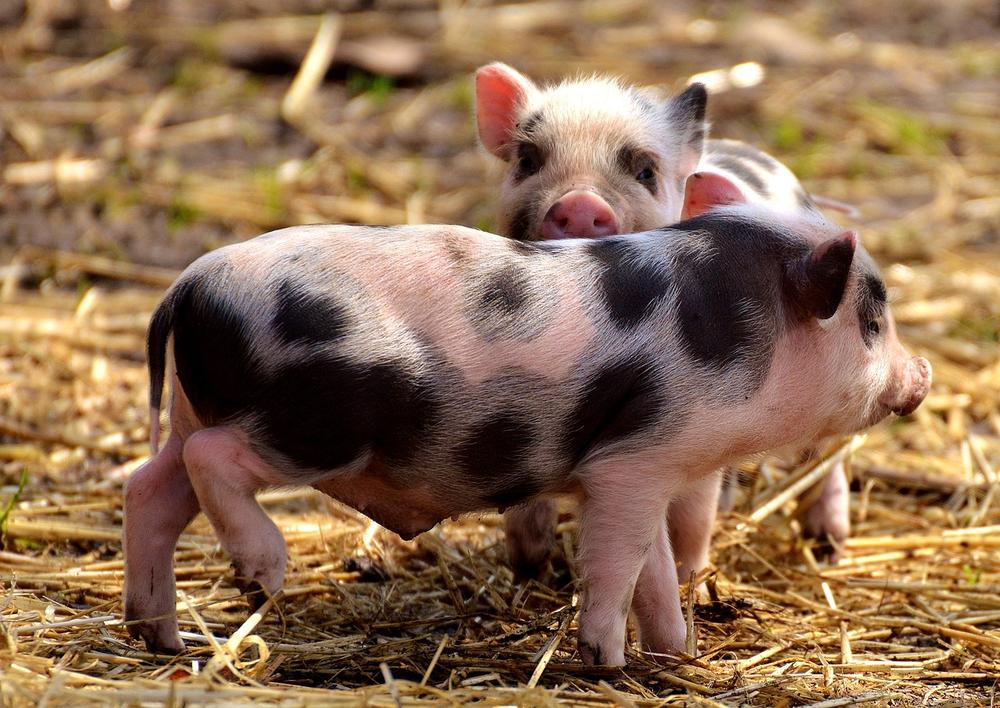 How Long Do Piglets Stay with Their Mothers?