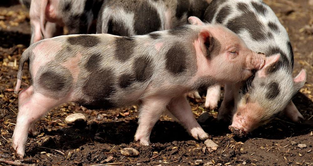 Enhancing Piglet Weaning Through Mother-Offspring Bonding