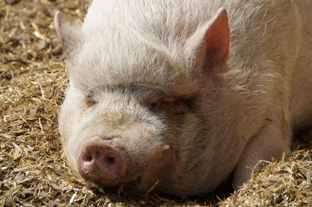 Supporting Your Pigs Through Grief and Loss