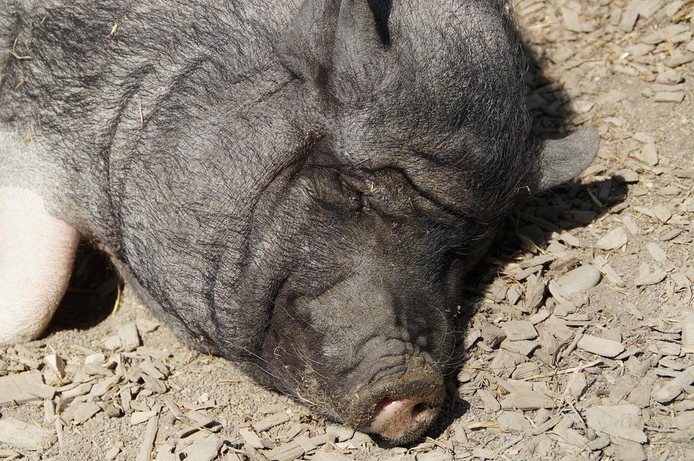 Preventing Dominant Behavior in Potbelly Pigs