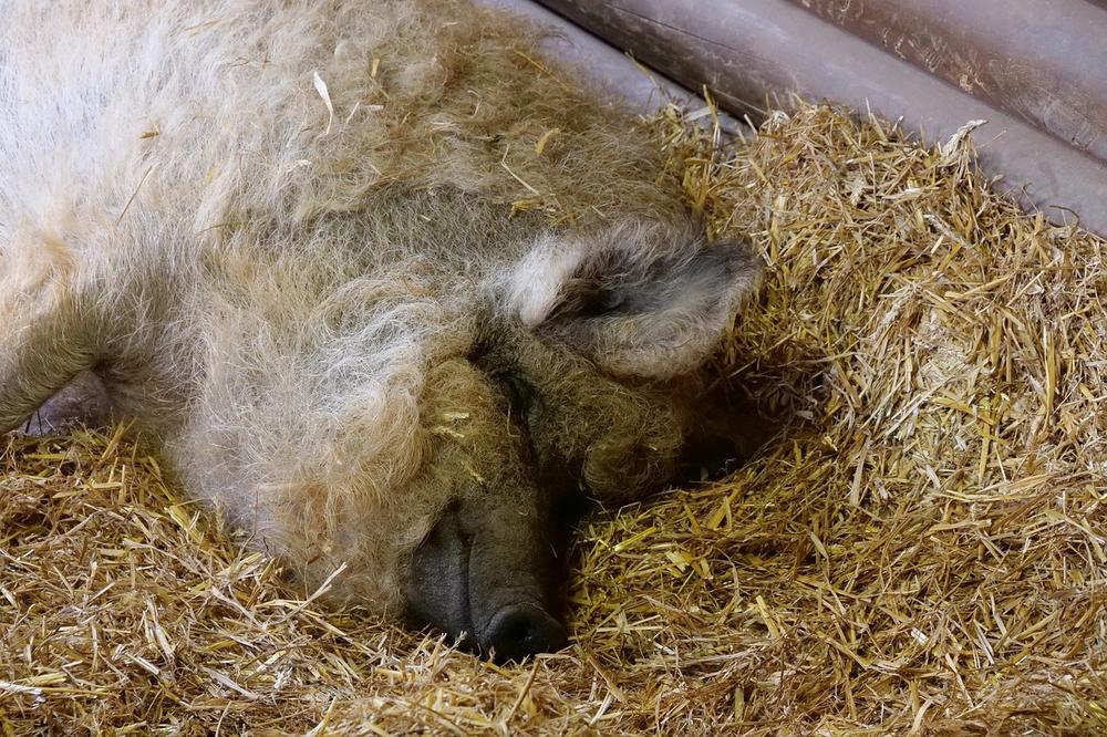 The Importance of Mangalica Pigs' Heritage