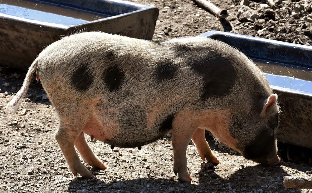 Factors Influencing Mirror Self-Recognition in Pigs