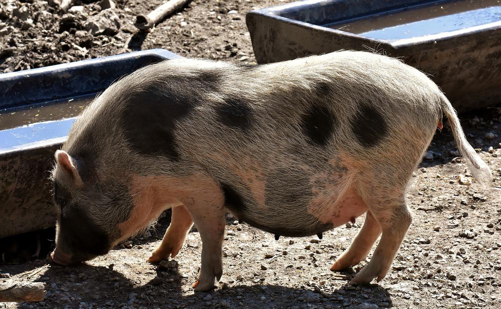 Importance of Mud for Pigs' Social Behavior