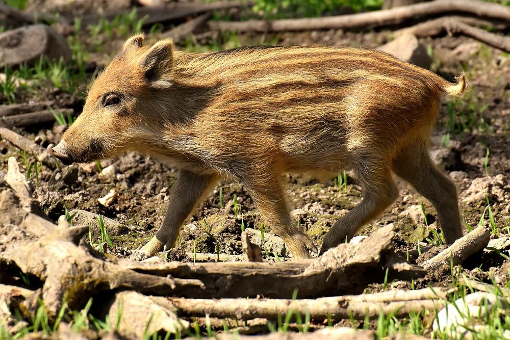 Engaging Activities and Outdoor Exploration for Miniature Pet Pigs