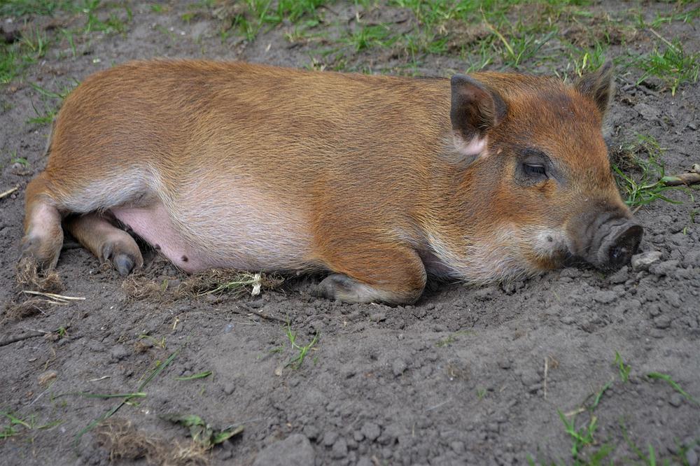 Health and Nutrition for Breeding Pigs