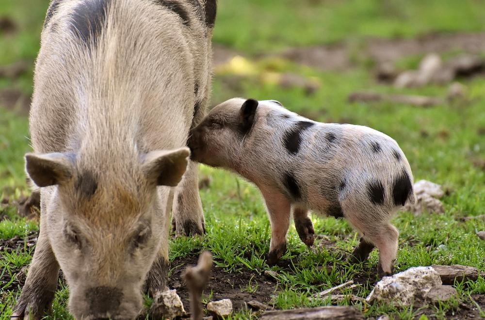 Factors Affecting the Life Expectancy of Pigs