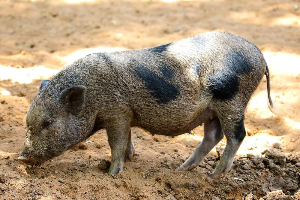 Pigs vs Humans: Who's Faster?