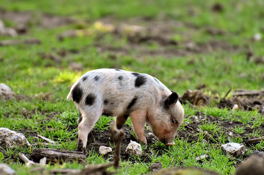 Understanding the Intelligence of Pigs and Dogs