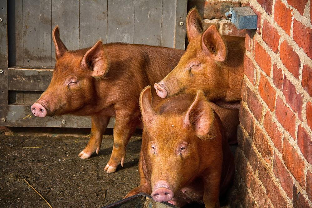 Tamworth Pigs for Breeding