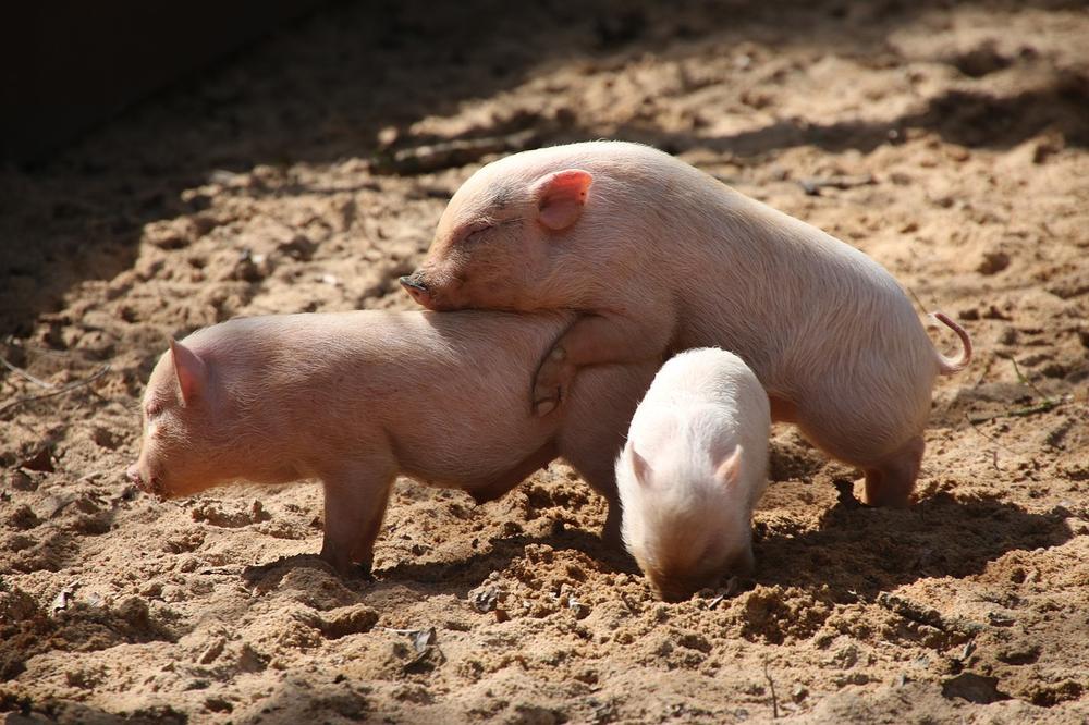 Advantages and Disadvantages of Keeping Pigs and Chickens Together