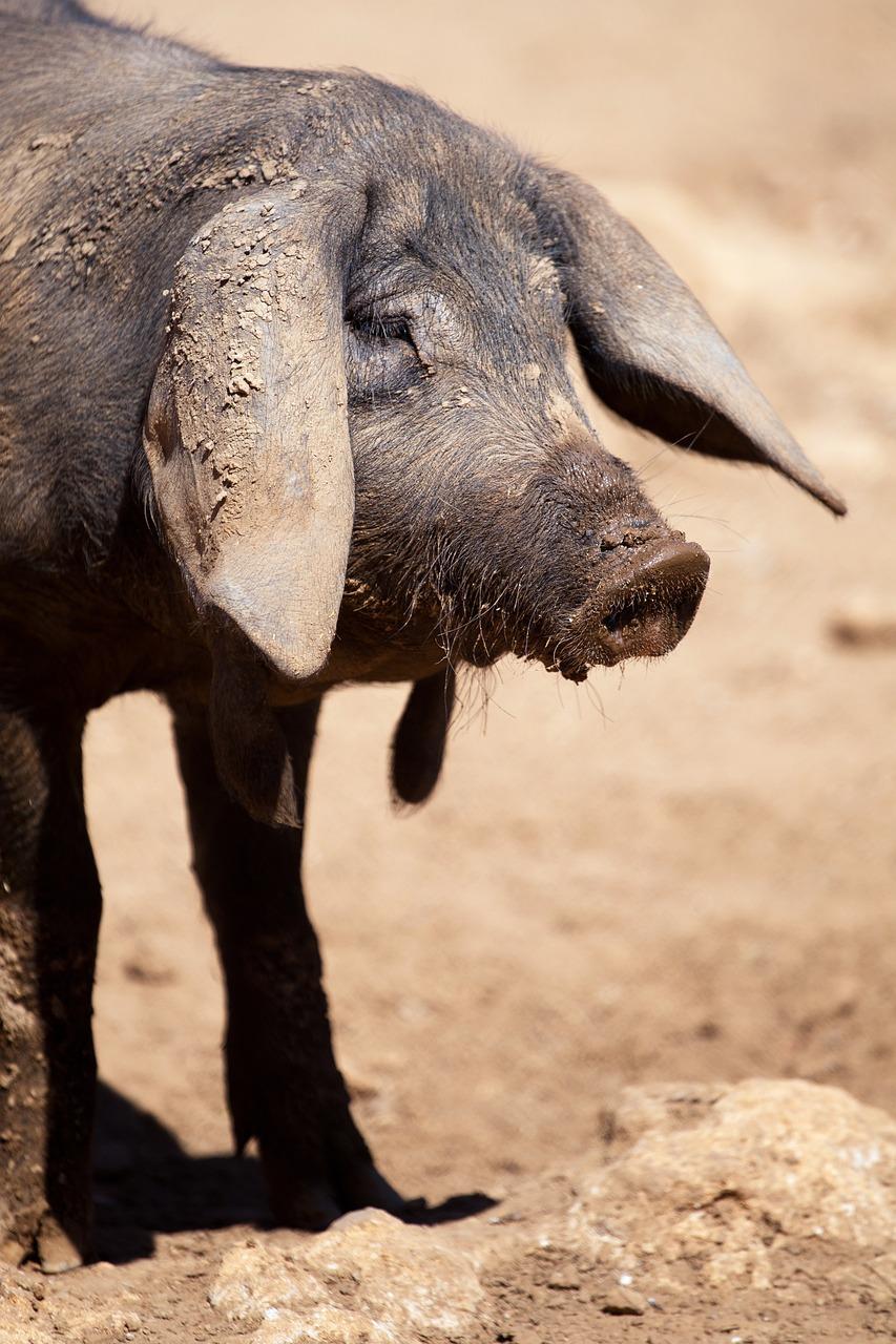 Characteristics and Breeds of Black Iberian Pigs