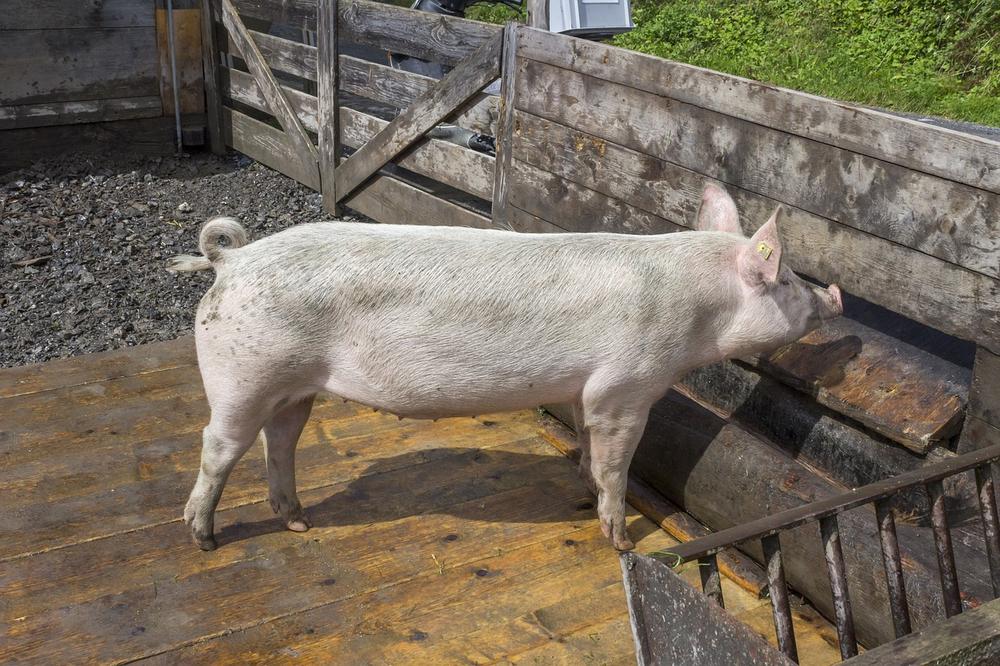 Effective Techniques for Handling and Care of Large White Pigs