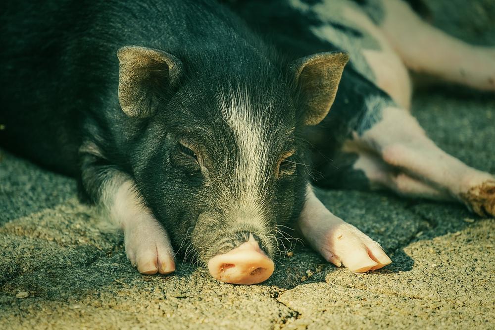 Mini Pig Care and Housing Requirements
