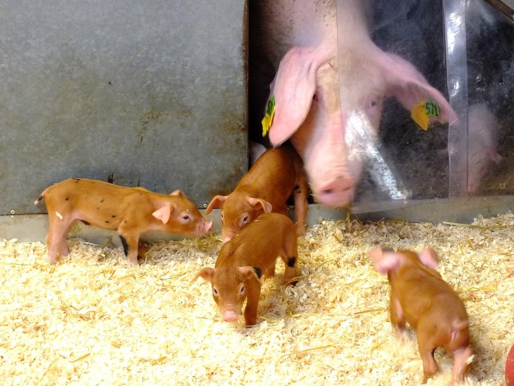 What Is the Recommended Diet for Duroc Pigs?